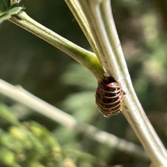 Jalmenus sp. (genus) at Ainslie, ACT - 25 Feb 2023