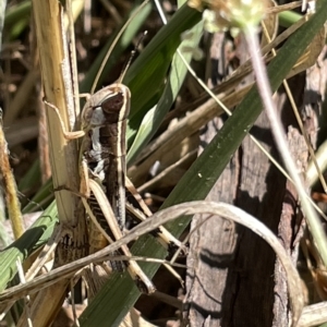 Macrotona australis at Ainslie, ACT - 25 Feb 2023