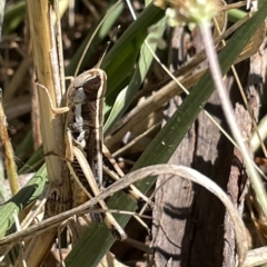 Macrotona australis (Common Macrotona Grasshopper) at Ainslie, ACT - 25 Feb 2023 by Hejor1