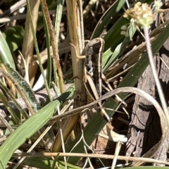 Macrotona australis at Ainslie, ACT - 25 Feb 2023