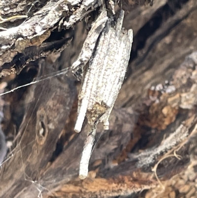 Clania ignobilis (Faggot Case Moth) at Mount Ainslie - 25 Feb 2023 by Hejor1