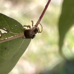 Dolophones sp. (genus) (Wrap-around spider) at Mount Ainslie - 25 Feb 2023 by Hejor1