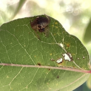 Dolophones sp. (genus) at Ainslie, ACT - 25 Feb 2023