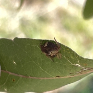 Dolophones sp. (genus) at Ainslie, ACT - 25 Feb 2023 04:18 PM