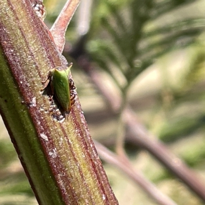 Sextius virescens (Acacia horned treehopper) at Ainslie, ACT - 25 Feb 2023 by Hejor1