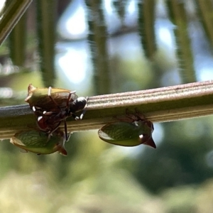 Sextius virescens at Ainslie, ACT - 25 Feb 2023 04:26 PM