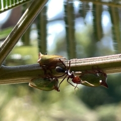 Sextius virescens at Ainslie, ACT - 25 Feb 2023