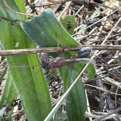 Myrmecia sp. (genus) (Bull ant or Jack Jumper) at Mount Ainslie - 25 Feb 2023 by Hejor1