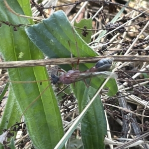 Myrmecia sp. (genus) at Ainslie, ACT - 25 Feb 2023