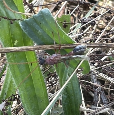 Myrmecia sp. (genus) (Bull ant or Jack Jumper) at Mount Ainslie - 25 Feb 2023 by Hejor1