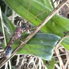 Myrmecia nigriceps at Ainslie, ACT - 25 Feb 2023