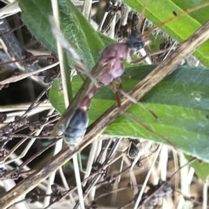 Myrmecia nigriceps at Ainslie, ACT - 25 Feb 2023