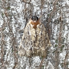 Spectrotrota fimbrialis (A Pyralid moth) at Mount Ainslie - 25 Feb 2023 by Hejor1