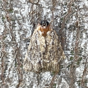 Spectrotrota fimbrialis at Ainslie, ACT - 25 Feb 2023 04:13 PM