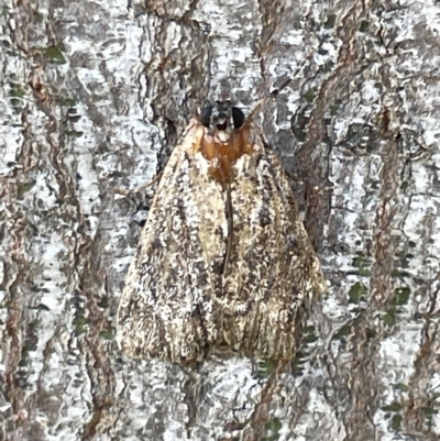 Spectrotrota fimbrialis (A Pyralid moth) at Ainslie, ACT - 25 Feb 2023 by Hejor1