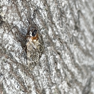 Spectrotrota fimbrialis at Ainslie, ACT - 25 Feb 2023 04:13 PM