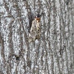 Spectrotrota fimbrialis at Ainslie, ACT - 25 Feb 2023 04:13 PM