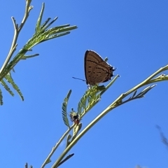 Jalmenus ictinus (Stencilled Hairstreak) at Mount Ainslie - 25 Feb 2023 by Hejor1