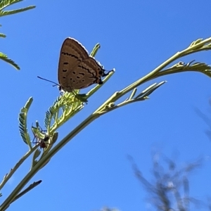 Jalmenus ictinus at Ainslie, ACT - 25 Feb 2023 04:03 PM