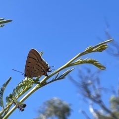 Jalmenus ictinus at Ainslie, ACT - 25 Feb 2023