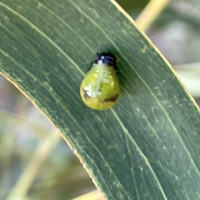 Calomela (genus) (Acacia leaf beetle) at Ainslie, ACT - 25 Feb 2023 by Hejor1
