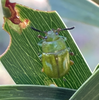 Calomela pallida (Leaf beetle) at Mount Ainslie - 25 Feb 2023 by Hejor1