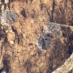 Celaenia calotoides at Ainslie, ACT - 25 Feb 2023 04:29 PM