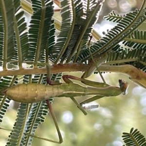 Mantidae (family) adult or nymph at Ainslie, ACT - 25 Feb 2023