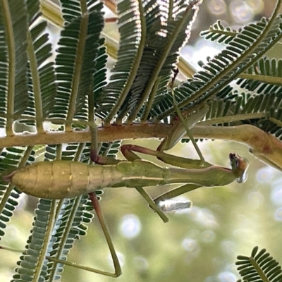 Pseudomantis albofimbriata at Mount Ainslie - 25 Feb 2023 by Hejor1