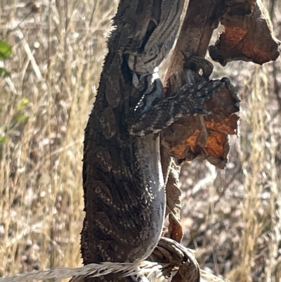 Pogona barbata (Eastern Bearded Dragon) at Ainslie, ACT - 25 Feb 2023 by Hejor1