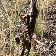 Pogona barbata at Ainslie, ACT - 25 Feb 2023