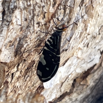 Porismus strigatus (Pied Lacewing) at Mount Ainslie - 25 Feb 2023 by Hejor1