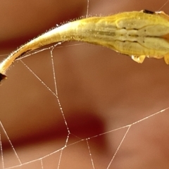 Arachnura higginsi (Scorpion-tailed Spider) at Ainslie, ACT - 25 Feb 2023 by Hejor1