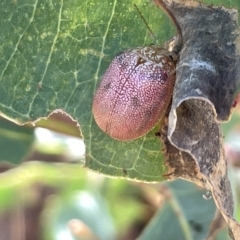 Paropsis atomaria (Eucalyptus leaf beetle) at Ainslie, ACT - 25 Feb 2023 by Hejor1