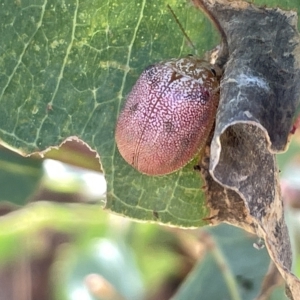 Paropsis atomaria at Ainslie, ACT - 25 Feb 2023