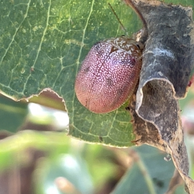 Paropsis atomaria (Eucalyptus leaf beetle) at Ainslie, ACT - 25 Feb 2023 by Hejor1