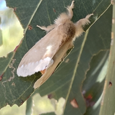 Euproctis baliolalis (Browntail Gum Moth) at Ainslie, ACT - 25 Feb 2023 by Hejor1