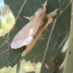 Euproctis baliolalis (Browntail Gum Moth) at Mount Ainslie - 25 Feb 2023 by Hejor1