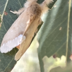 Euproctis baliolalis at Ainslie, ACT - 25 Feb 2023