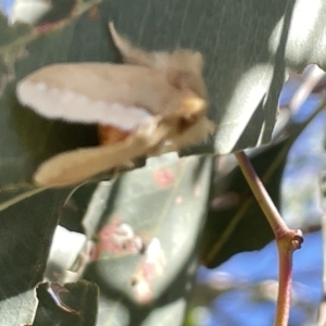 Euproctis baliolalis at Ainslie, ACT - 25 Feb 2023