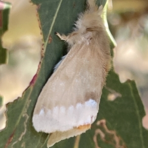 Euproctis baliolalis at Ainslie, ACT - 25 Feb 2023