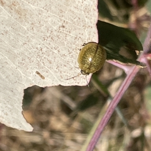 Paropsisterna cloelia at Ainslie, ACT - 25 Feb 2023