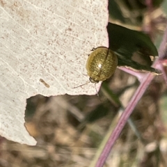 Paropsisterna cloelia (Eucalyptus variegated beetle) at Mount Ainslie - 25 Feb 2023 by Hejor1