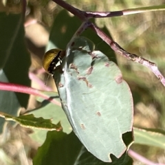 Paropsisterna cloelia at Ainslie, ACT - 25 Feb 2023 03:21 PM