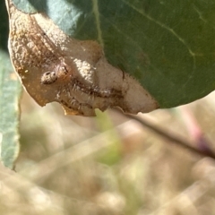 Sparassidae (family) at Ainslie, ACT - 25 Feb 2023