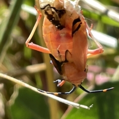 Amorbus sp. (genus) (Eucalyptus Tip bug) at Mount Ainslie - 25 Feb 2023 by Hejor1