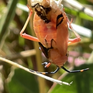 Amorbus sp. (genus) at Ainslie, ACT - 25 Feb 2023