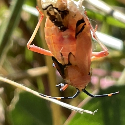 Amorbus sp. (genus) (Eucalyptus Tip bug) at Mount Ainslie - 25 Feb 2023 by Hejor1