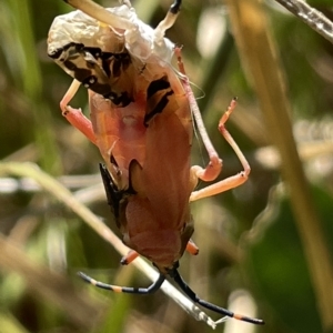 Amorbus sp. (genus) at Ainslie, ACT - 25 Feb 2023