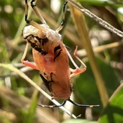 Amorbus sp. (genus) at Ainslie, ACT - 25 Feb 2023